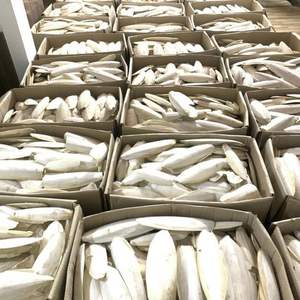 Hueso de Sepia de Primera Calidad 2026 para Aves, Fuente Mineral para el Cuidado del Pico y la Masticación - Product Image 5