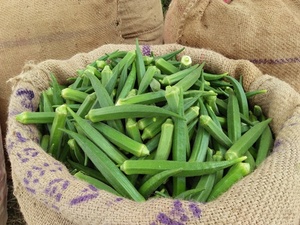 Okra Fresca (Bhindi) - Calidad de Exportación, Duración de 5-7 Días, Almacenamiento en Frío (7-10°C), Lavar Antes de Cocinar - Product Image 1