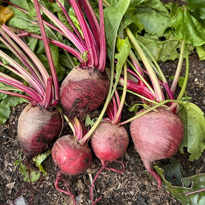 Semillas de Remolacha Detroit para Producción de Cultivos de Raíz de Alto Rendimiento con Fuerte Germinación, Crecimiento Uniforme y Color Rojo Intenso - Product Image 6