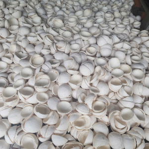 Auténtica Pulpa de Coco Congelada IQF de Vietnam para Uso Alimentario, Rellenos de Pastelería Profesional y Elaboración de Dulces 99 Gold Data - Product Image 4