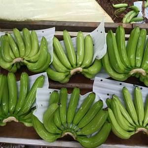 [MEILLEURES VENTES] |   Bananes Cavendish fraîches, vertes et jaunes, prêtes à consommer, pour smoothies et desserts, provenance Vietnam. - Product Image 4