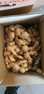 Gingembre frais/Jahe/Shoga |   100% Cao Bang Vietnam |   Meilleures recettes et bienfaits pour la santé |   Sac en filet de 20 kg (WA +84366808683) - Product Image 3