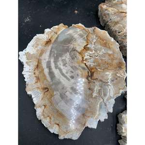 Tranche de bois pétrifié naturel indonésien 50x45x2 cm Bois poli pour étagères murales Décoration intérieure Affichage - Product Image 3