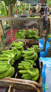 Plátanos Cavendish Orgánicos Frescos de Alta Calidad, Grado A, Suministro al por Mayor - Product Image 4