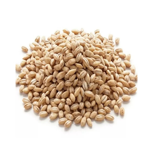 Grano de Cebada / Grano de Cebada Maltada / Grano de Cebada Descascarillada a Precio Competitivo - Product Image 2