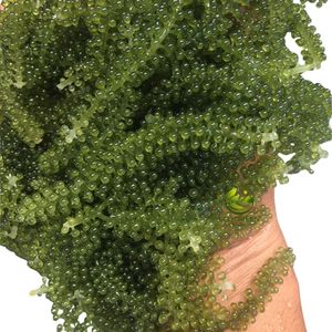 Umidibudos Orgánicos Deshidratados, Caviar Verde, Algas Marinas de Larga Duración, Textura Fresca y Crujiente, Umibudos Salados para Venta al por Menor y al por Mayor en Bolsa - Product Image 2