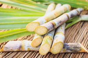 Natural Dried Sugar Cane Sticks <b>for</b> Pet Chew Rabbit & <b>Hamster</b> <b>Treats</b> Bird Chews Made in Vietnam - Product Image 3