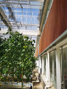 Papel Base <span class=keywords><strong>para</strong></span> Paneles Evaporativos <span class=keywords><strong>de</strong></span> Nido <span class=keywords><strong>de</strong></span> Abeja, Sistema <span class=keywords><strong>de</strong></span> Ventilación Eficiente y <span class=keywords><strong>de</strong></span> Ahorro Energético <span class=keywords><strong>para</strong></span> Ganadería - Product Image 6