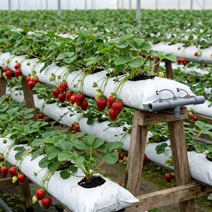 Sacs de culture en plastique réutilisables double couche extra résistants de qualité supérieure pour pépinière, légumes et champignons – Prix compétitif en Inde - Product Image 6