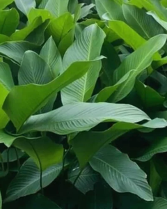 Feuilles de dong vietnamien pour emballer les aliments – Frais / Congelé - Product Image 4
