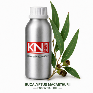 Premium <b>Sweet</b> Eucalyptus Macarthurii Essential Oil 100% Pure Steam Distilled Organic Certified Top Grade <b>Bulk</b> Supplier - Product Image 1