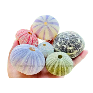 Conchas de Erizo de Mar Naturales en Colores Púrpura, Rosa y Azul, Hechas a Mano, para Manualidades, Decoración Costera, Joyería y Decoración del Hogar - Product Image 2