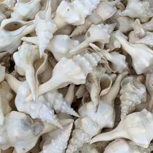 Coquillages blancs naturels en vrac, fournisseur du Vietnam pour la décoration artisanale et la création de bijoux DIY - Product Image 1