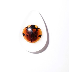 Cabochon Six Star Ladybird Beetle Pear Shape cut <b>top</b> 25x17 mm White Flat Bottom for Crafts and Jewelry Making - Product Image 2