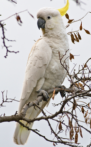 Live Sulphur-Crested Cockatoo Parrots for Breeding <b>Aviaries</b> Ornamental <b>Bird</b> Farms Wholesale Export NMF (PVT) LTD South Africa - Product Image 3