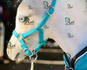 Licol en cuir réglable de qualité supérieure pour cheval - Double couche durable avec quincaillerie robuste, style selle anglaise - Product Image 2