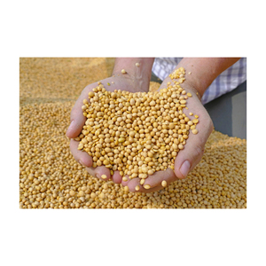 Soja jaune non-OGM de qualité / Grains de soja pour la consommation humaine, USA - Product Image 1