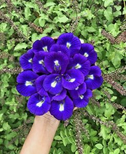 Supply Ready Organic Raw <b>Dried</b> Butterfly Pea Flowers Natural Blue <b>Petals</b> Slimming Herbal Tea 18 Months Shelf Life Vietnam - Product Image 1