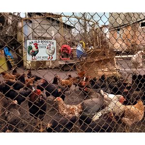 Divertente Insegna da Parete in Legno per Amanti dei Polli: un Gallo Anziano e un Pulcino Carino, Regalo Divertente per Appassionati di Fattoria - Product Image 4