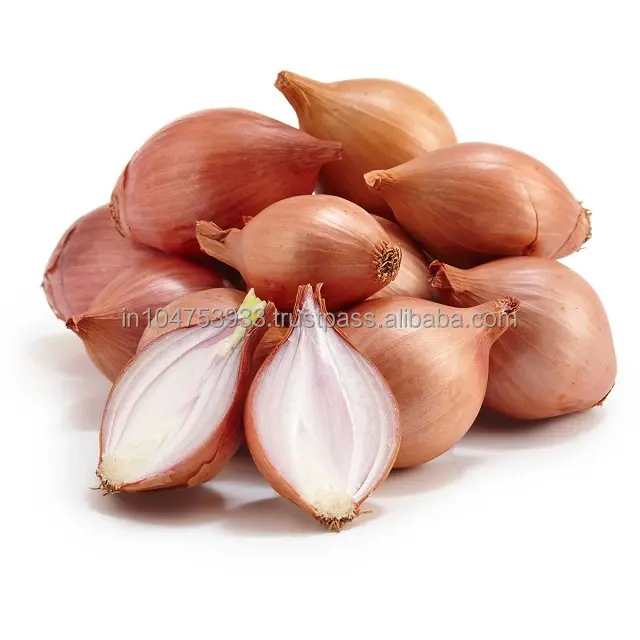 Here you will find it! - Small Shallot Onion