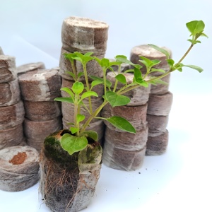Disques de tourbe de coco de haute qualité, granulés de coco, pellets de cocopeat prêts à l'emploi pour pépinière. - Product Image 6