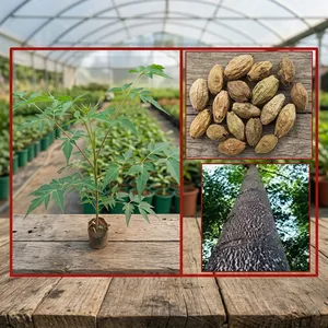 Graines de Neem de Malabar (Melia Dubia) à croissance rapide, traitées par RK Seeds, à usage polyvalent pour la fabrication de contreplaqué et de bois d'œuvre en Inde - Product Image 6