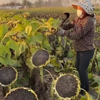 Graines de tournesol géantes en gros pour semis, faciles à cultiver, pour l'agriculture et l'aménagement paysager