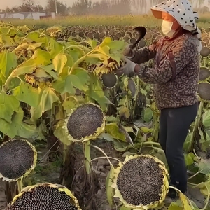 Graines <span class=keywords><strong>de</strong></span> <span class=keywords><strong>tournesol</strong></span> géantes en gros pour semis, faciles à cultiver, pour l'agriculture et l'aménagement paysager - Product Image 6