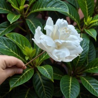 Bunga Kayu Sola VADEE SOLA WOOD FLOWER Buatan Tangan Ramah Lingkungan Mawar Mekar dari Kayu Sola 8,5 CM Batang Serat Tanaman Sesbania Thailand