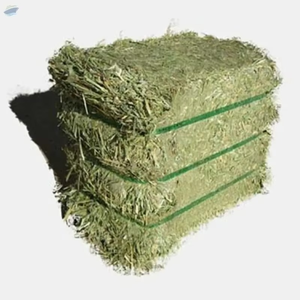 Heno de Pasto Rhodes Premium para Ganado, Caballos y Ovejas, Empaquetado en Fardos a Granel Disponible para Importadores y Compradores Mayoristas - Product Image 1