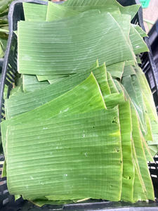 Feuilles de banane congelées de haute qualité, matériau naturel vert pour l'emballage alimentaire, prix d'exportation en gros, feuilles de banane congelées en vrac - Product Image 5