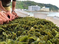 Raisins de mer salés de qualité supérieure // Caviar vert séché en sachet personnalisé // M. Alex Truong