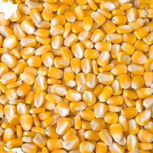 ข้าวโพดเหลืองคุณภาพสูงสำหรับอาหารสัตว์/ข้าวโพดเหลืองสำหรับอาหารสัตว์ปีก ขายส่งจากผู้ผลิตโดยตรง ราคาถูก - Product Image 4