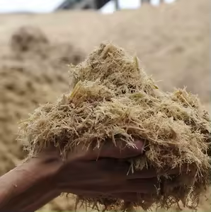 Best Sugarcane Bagasse for Cattle Feed From Viet Nam - Product Image 1