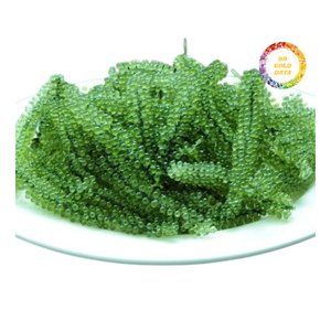 Uvas de Mar Naturales Cultivadas, Producto Fresco y Limpio - Product Image 2