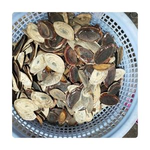 Coquille d'opercule de Murex ronde écologique, très demandée |   Opécule d'escargot de mer 100% naturel brut en vrac BLUE LOTUS FARM - Product Image 6