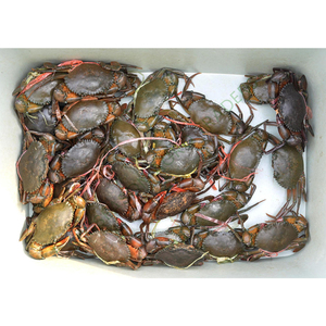 Best Quality Live Mud <b>Crab</b> Fresh Whole <b>Crab</b> for International Seafood Buyers Trusted Seafood Exporter Six Season Agro Traders BD - Product Image 4