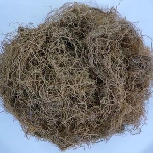 Eucheuma Cottonii/Kappaphycus Alvarezii/สาหร่ายคำขอของลูกค้า Ms Hana - Product Image 6