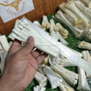 Hueso de Pata de Búfalo Blanco Natural de Primera Calidad, en Forma de Media Caña, para Artesanías Vikingas y Tradicionales, al Mejor Precio - Product Image 2
