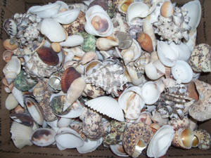 WHOLESALE NATURAL <b>ABALONE</b> SEASHELLS, LARGE BEACH <b>SHELLS</b> IN VARIOUS SIZES - Product Image 2