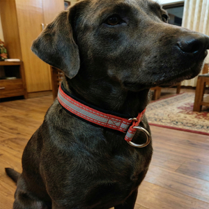 Collar Navia Clásico de Lujo, Simple, Ajustable Automáticamente, Reflectante, de Liberación Rápida, Duradero, de Nailon Suave, con Cintas, para Perros y Gatos, Primavera/Verano - Product Image 4