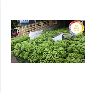 Plátano Cavendish Fresco – Calidad Premium de Exportación de Vietnam - Product Image 6