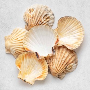 Conchas de vieira naturales al por mayor, mejor precio, conchas marinas de vieira, accesorios de decoración náutica - Product Image 1