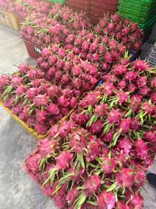 Fruta del Dragón Fresca, Pulpa Roja, Entera, Natural, Orgánica, Calidad de Exportación, Lista para el Mercado Mayorista, 30-45 Días de Vida Útil - Product Image 1