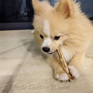 Juguete Masticable de Madera de Café Natural para Mascotas |   Palo para Masticar Ecológico y Duradero |   Venta al por Mayor Directa de Fábrica - Sra. Tarina - Product Image 1