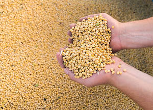 Soja para Alimentación de Ganado, Grano de Soja de Grado Alimenticio, Ingrediente para Alimentación Animal, Soja No Modificada Genéticamente, Proveedor a Granel - Product Image 4