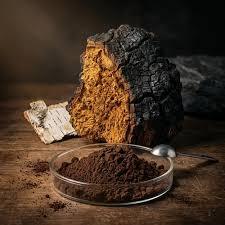 Poudre de champignon Chaga en gros, biologique, sauvage, en vrac, Inonotus Obliquus, poudre fine pour compléments alimentaires et usage à base de plantes - Product Image 2