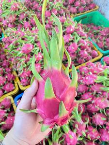 Fruit de dragon de chair blanche fraîche Vietnam qualité d'exportation goût sucré taille 350-550g et 700g longue durée de conservation - Product Image 6