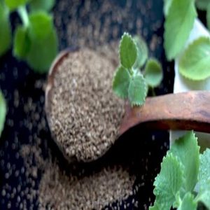 Semillas de Ajwain Secas Naturales de Gujarat de Primera Calidad, Granuladas, Seleccionadas, en Empaque a Granel de Grado Alimenticio, para el Mercado Alemán, FitTree International - Product Image 6