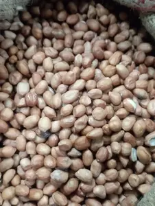 Semillas de Cacahuete (Arachis Hypogaea) Comestibles, Ricas en Proteínas (24-36%), Autoenrajables, Legumbre Anual, Alto Contenido de Aceite, Origen India - Product Image 2